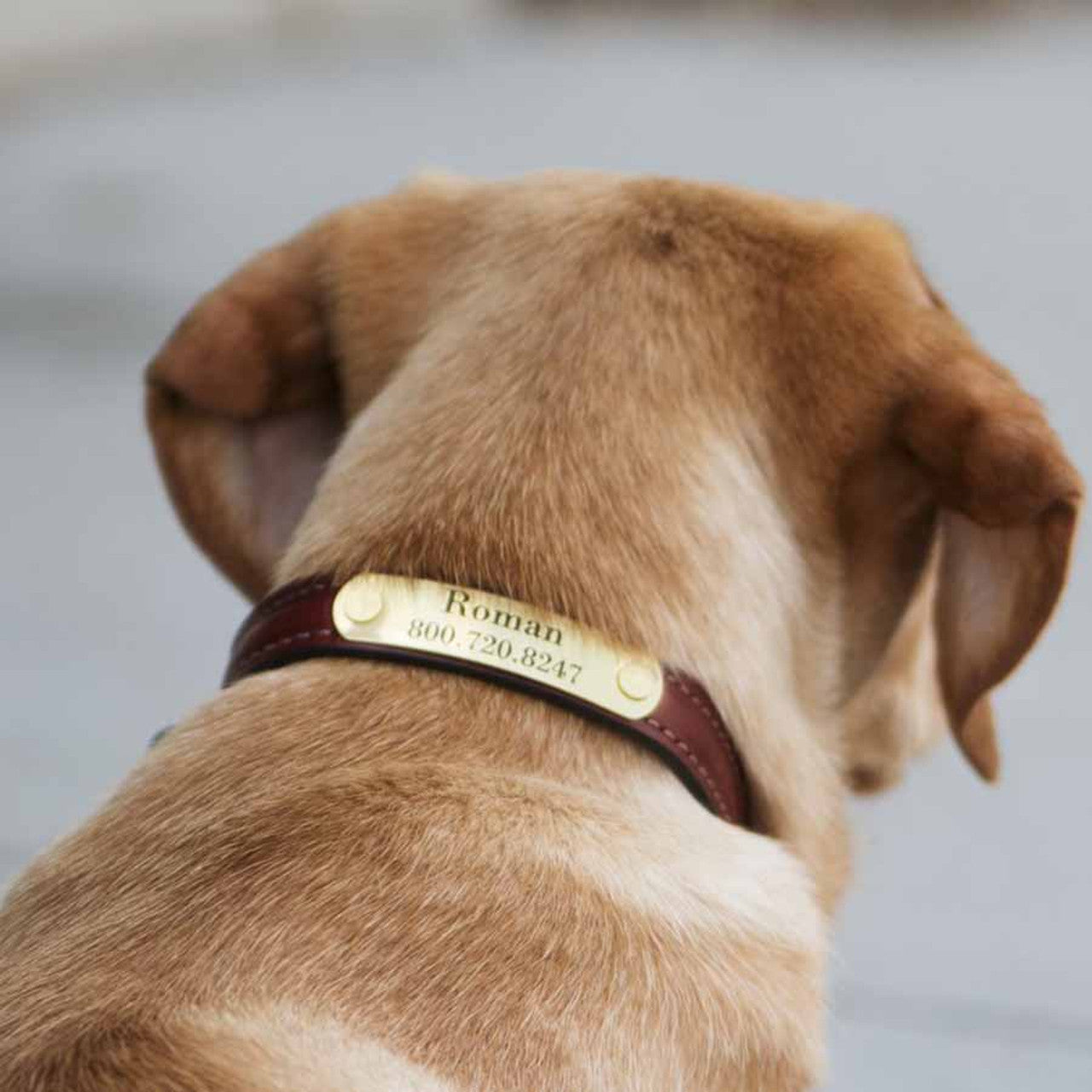 Premium Custom Dog Collar with Engraved Name Tag