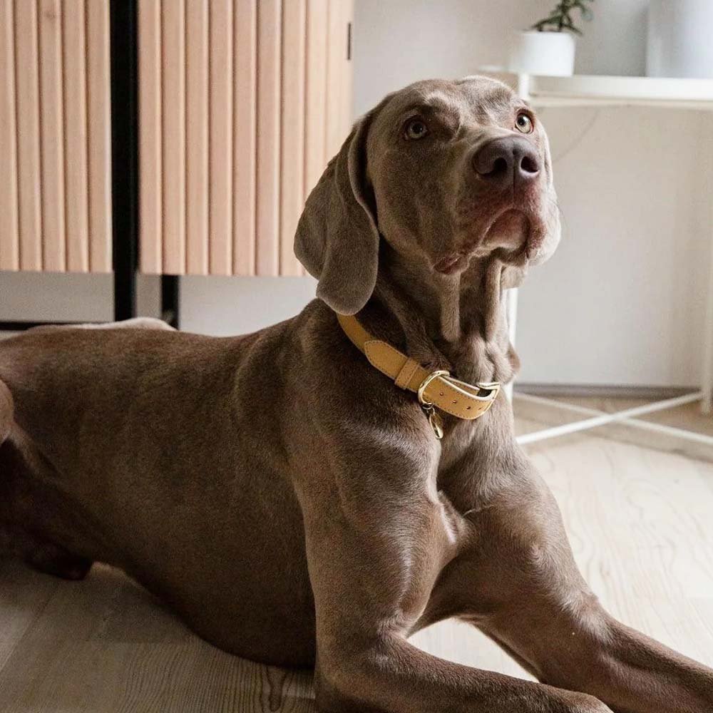 HoomanHug Signature Dog Collar