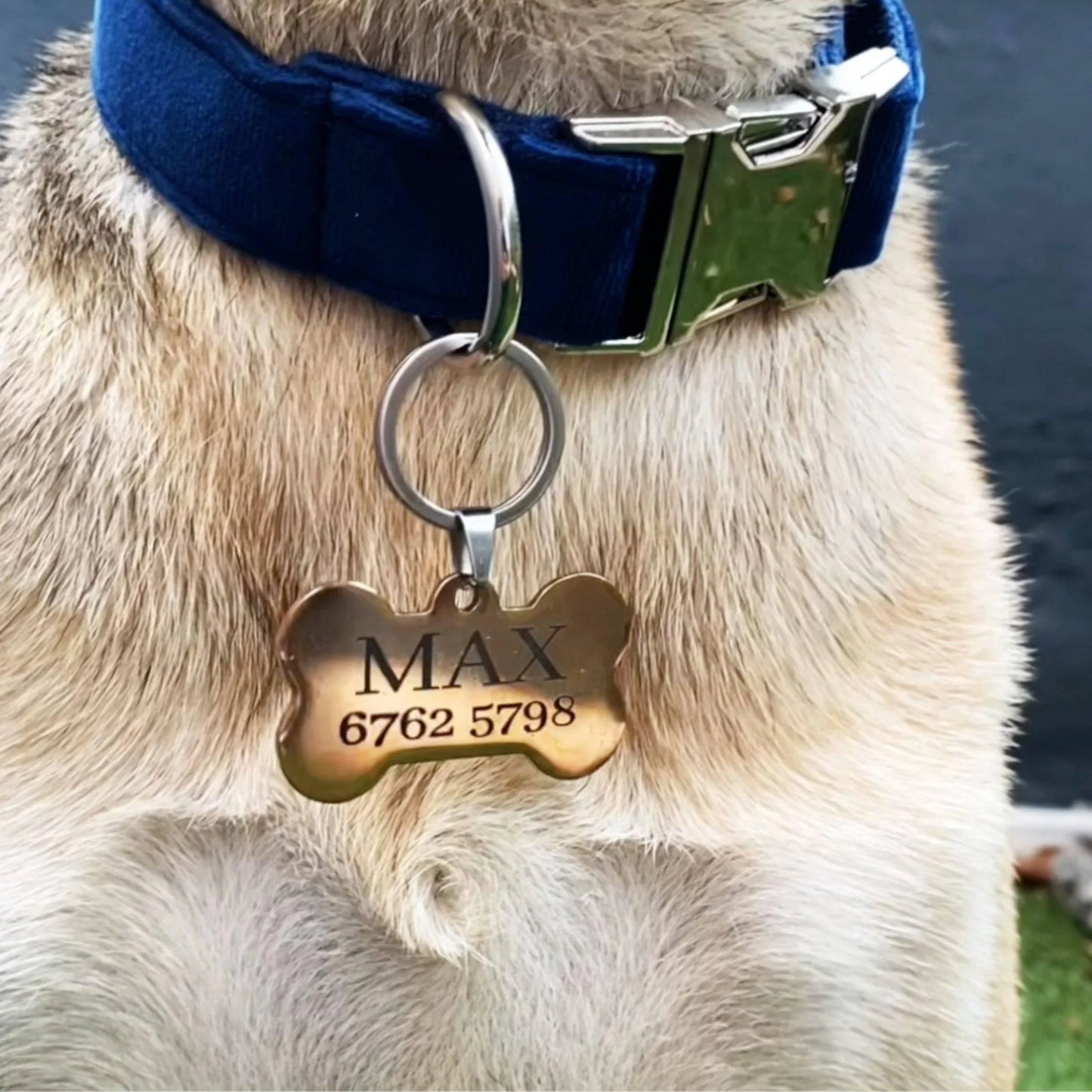 Premium Custom Dog Collar with Engraved Name Tag
